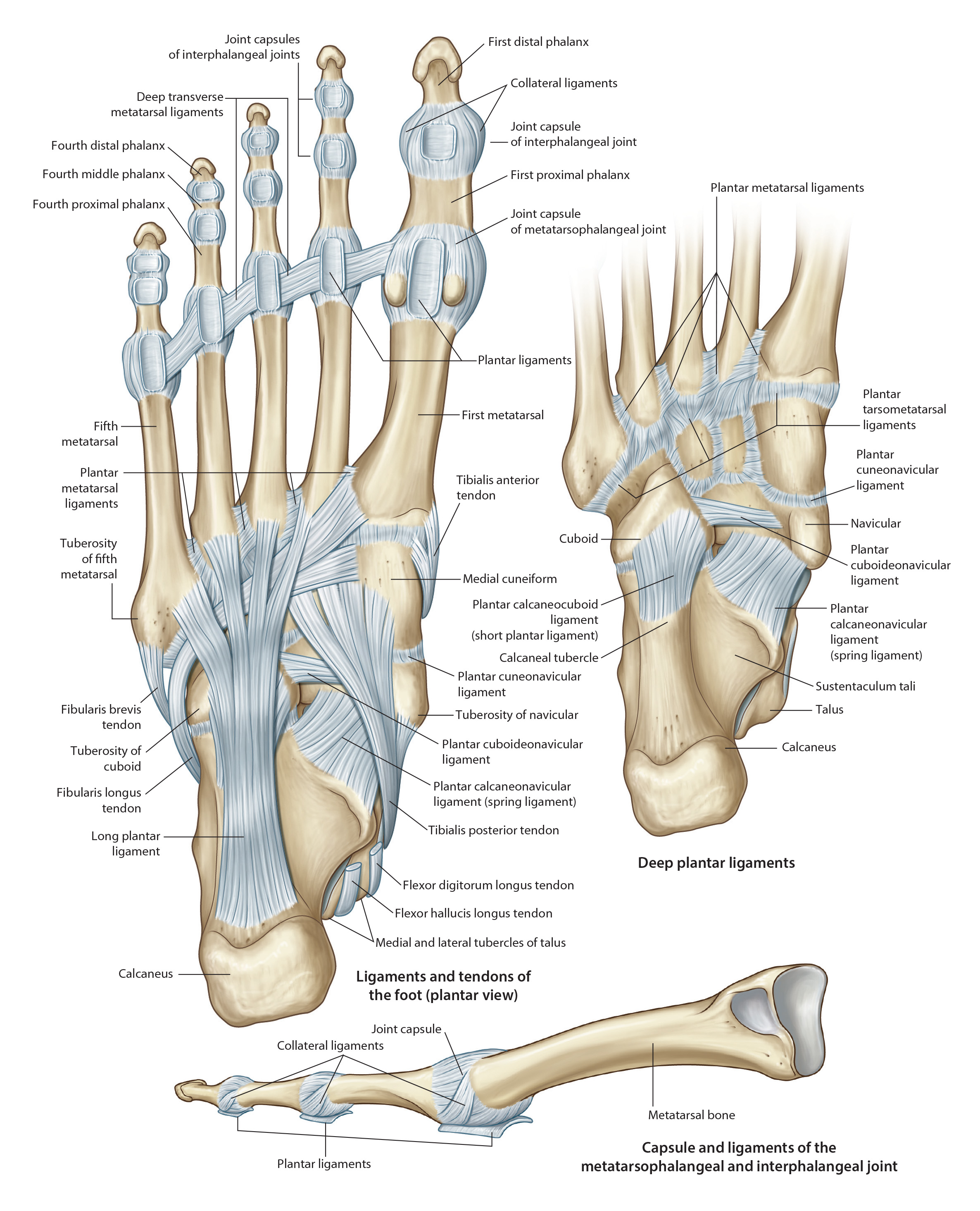 plantarlig