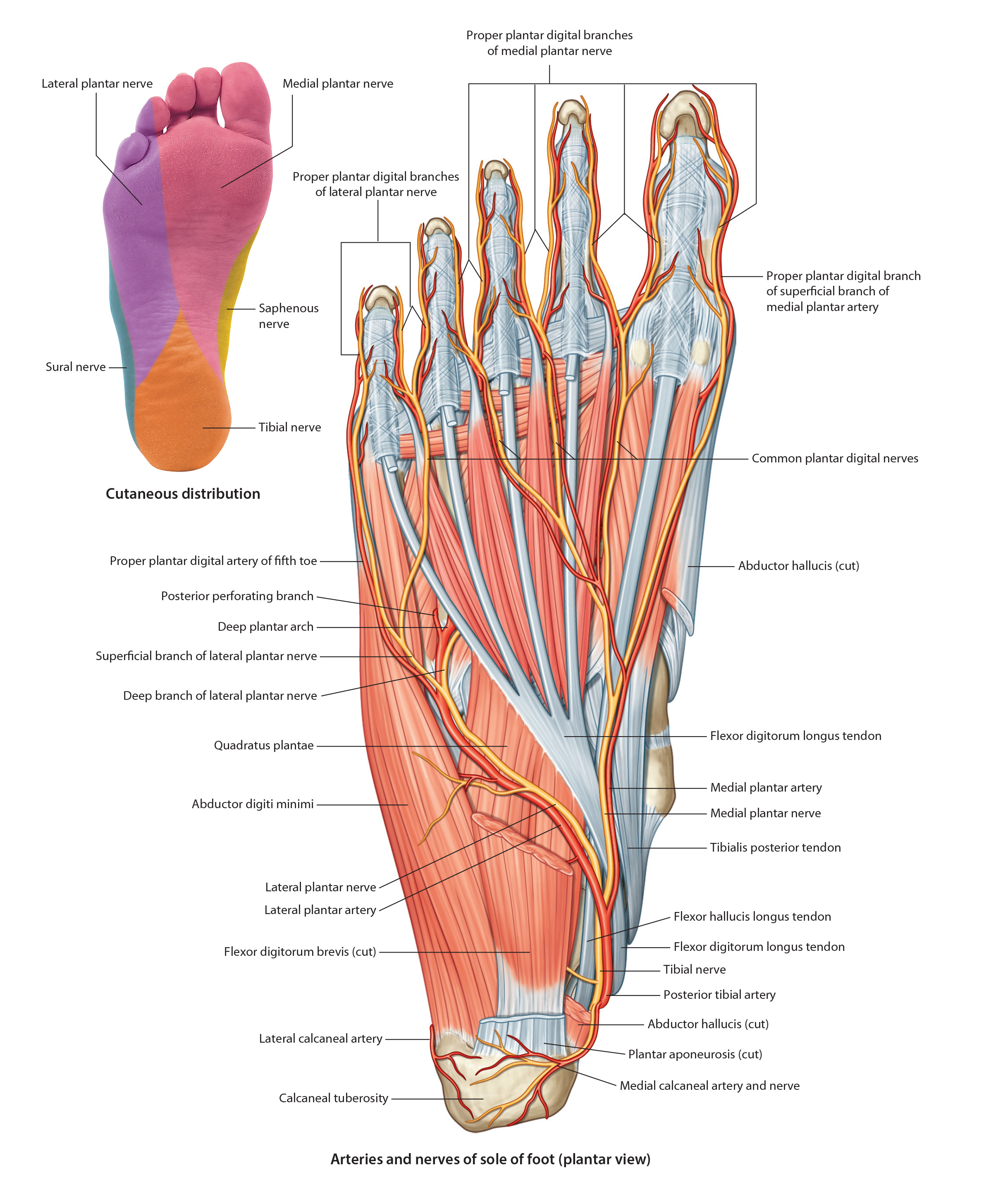 plantarnerveart