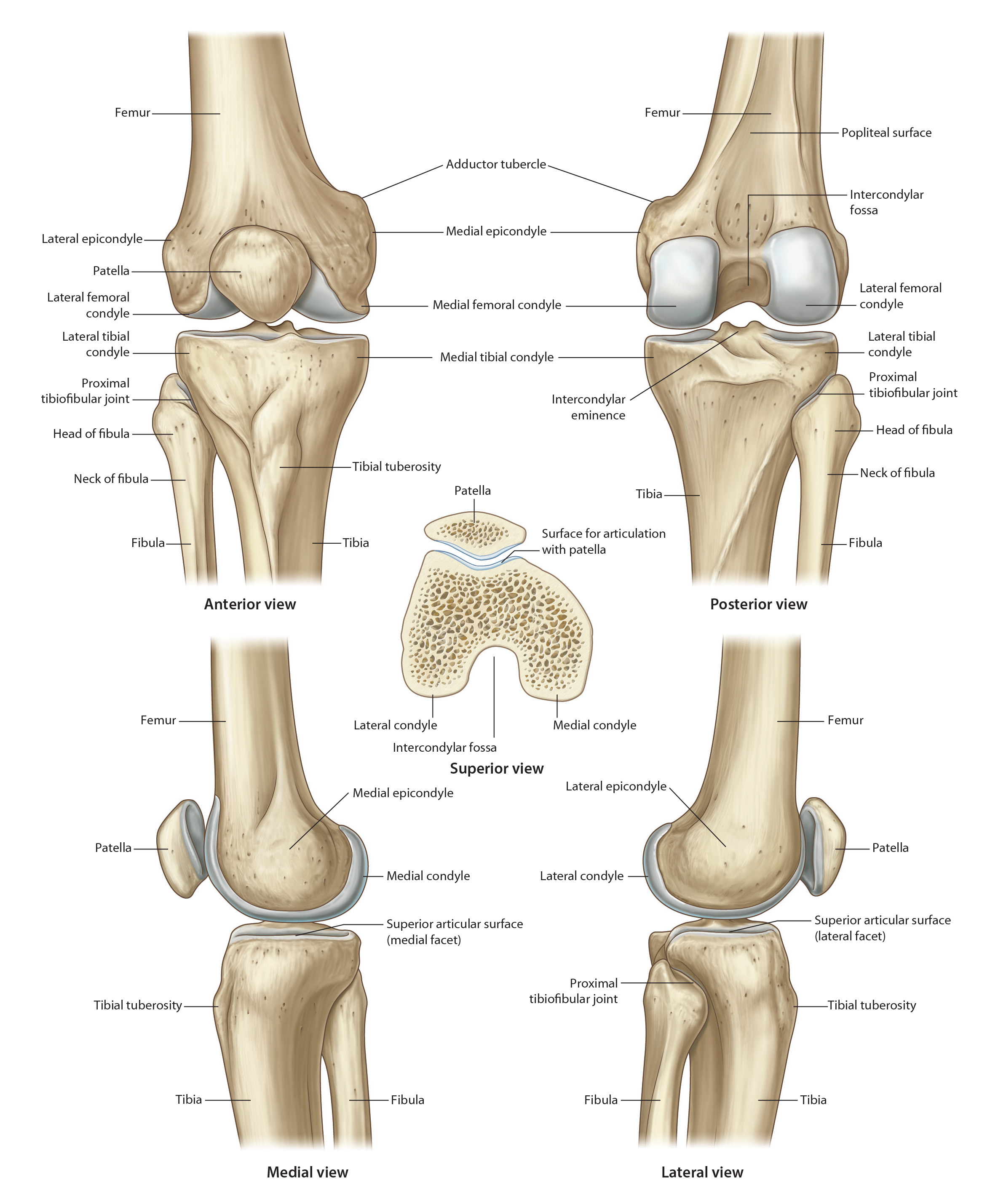 kneeosteo