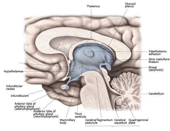 Thalamus