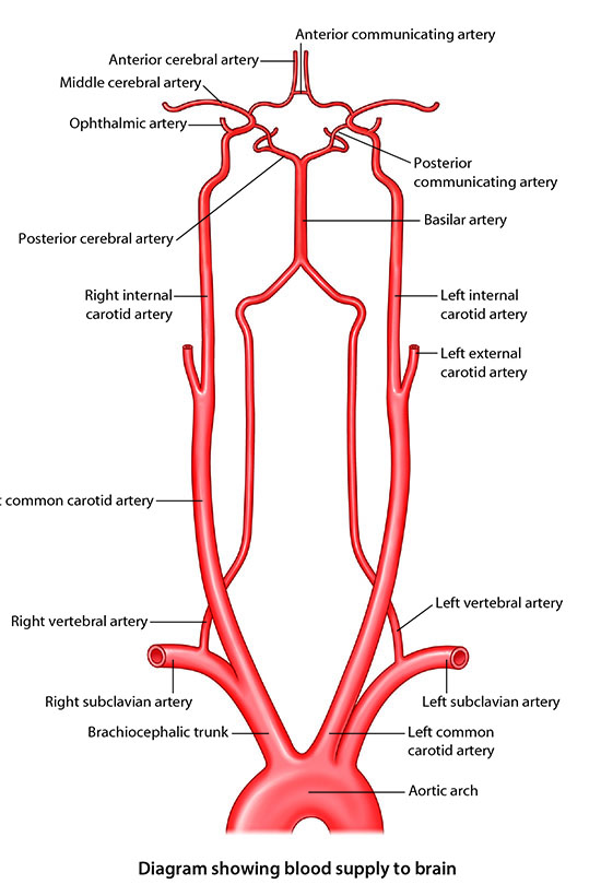 Vertebral Arteries