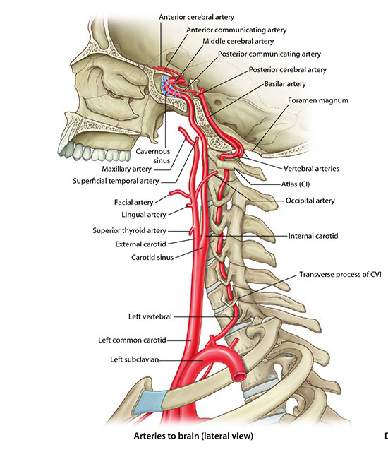 Arteries to brain