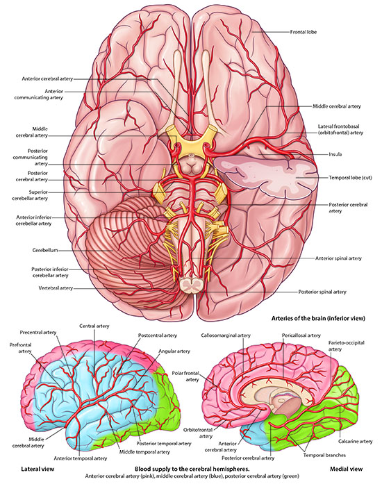 blood supply to the cerebral hemispheres