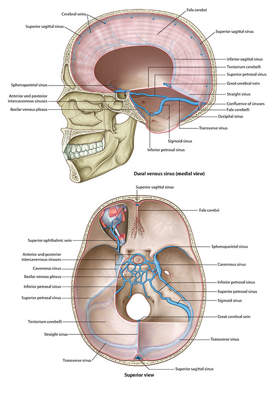Dura venous sinus - medial view and superior view