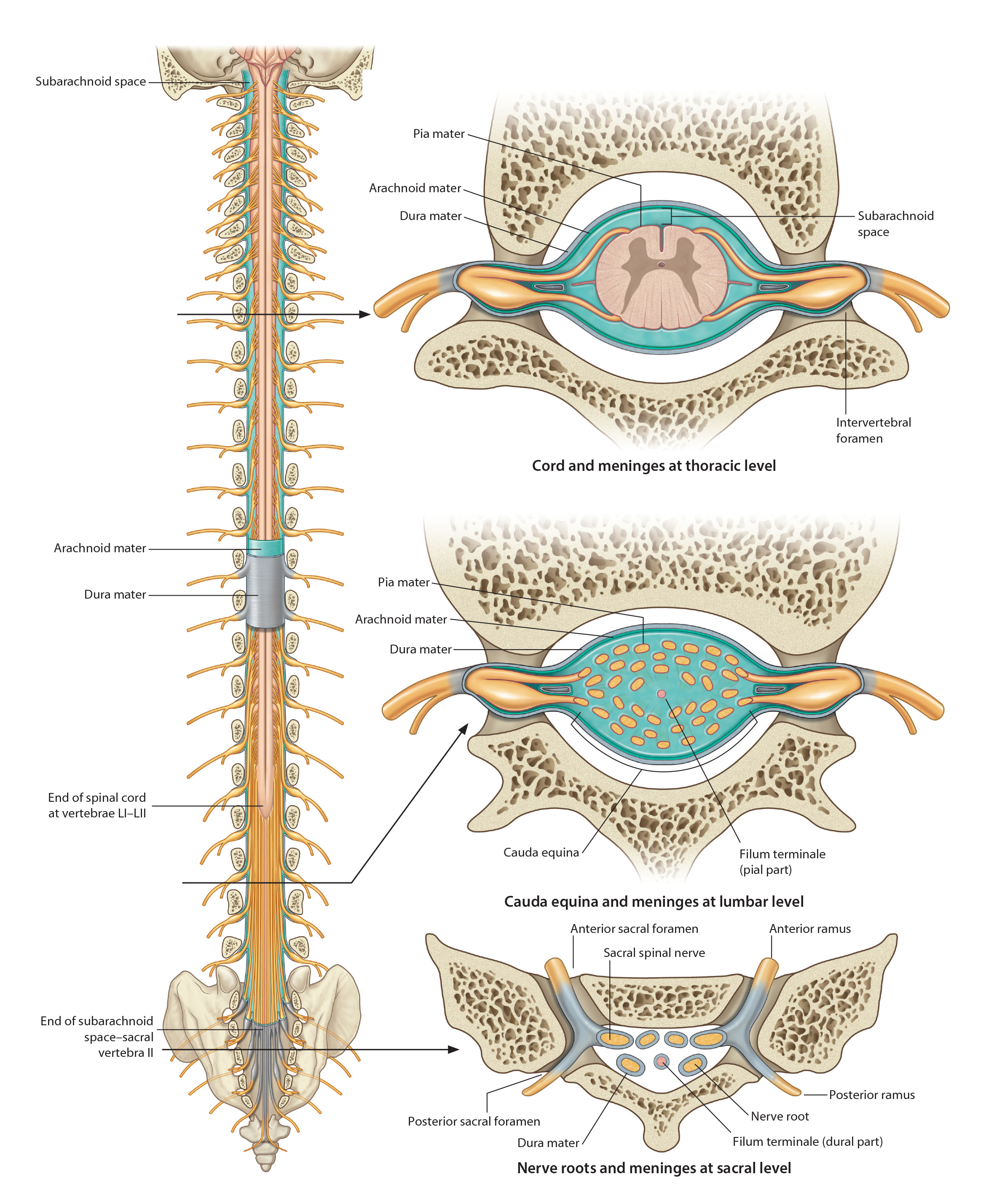 Nerve roots and meninmes at sacral level