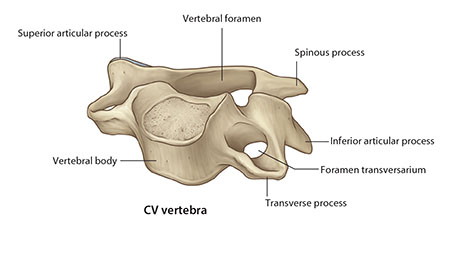 cervical vertebra