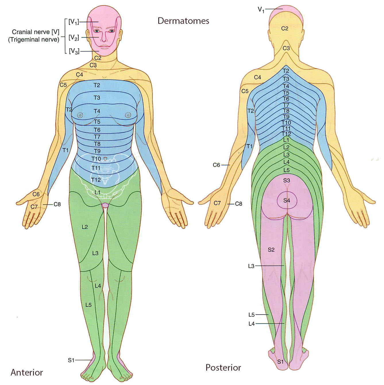 Dermatomes
