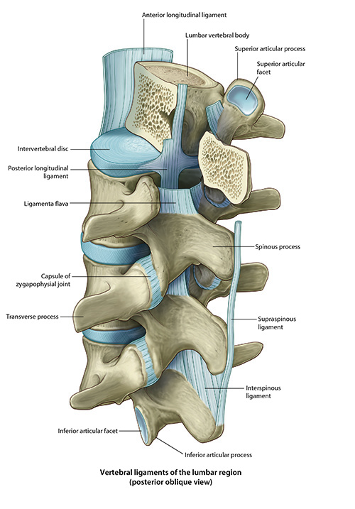 ligaments