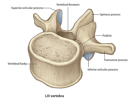 Lumbar