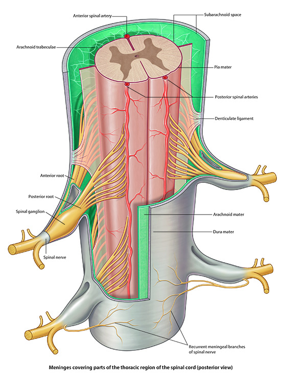 meninges