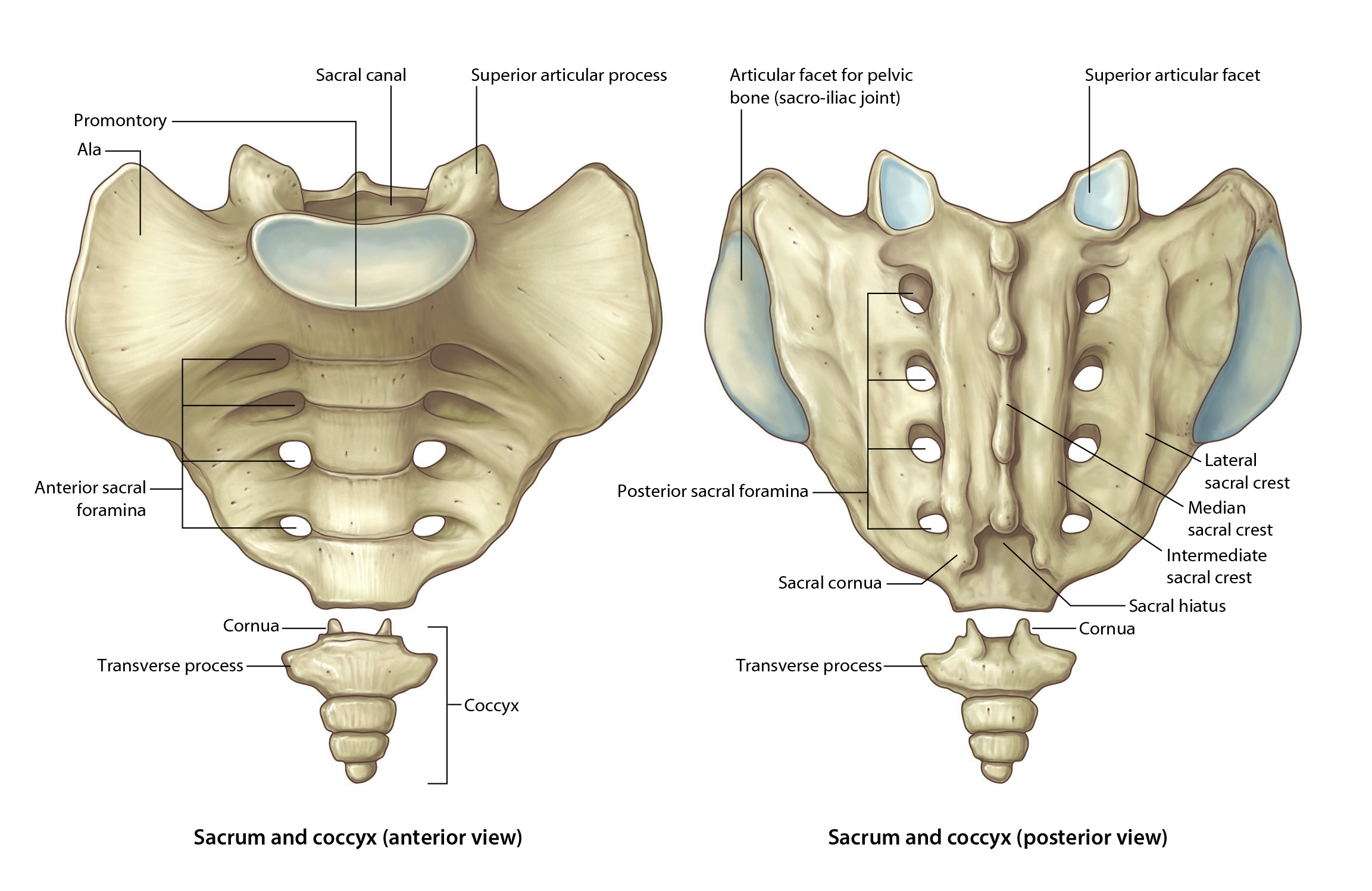 Sacrum