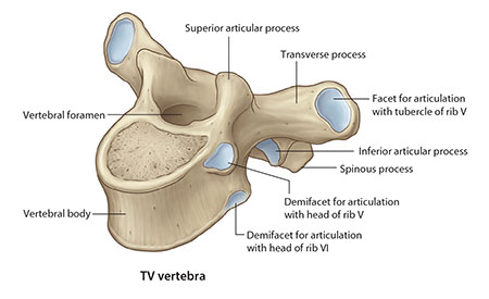 thoracic vertebra