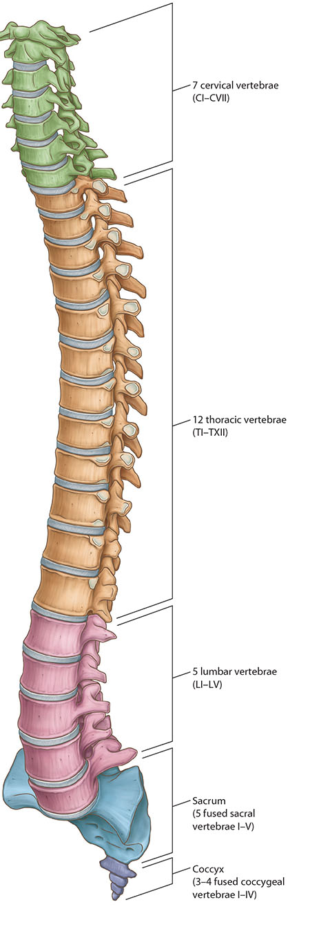 Vertebrae
