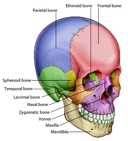skull