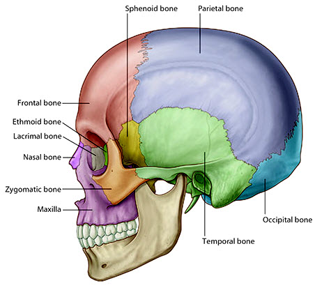 skull