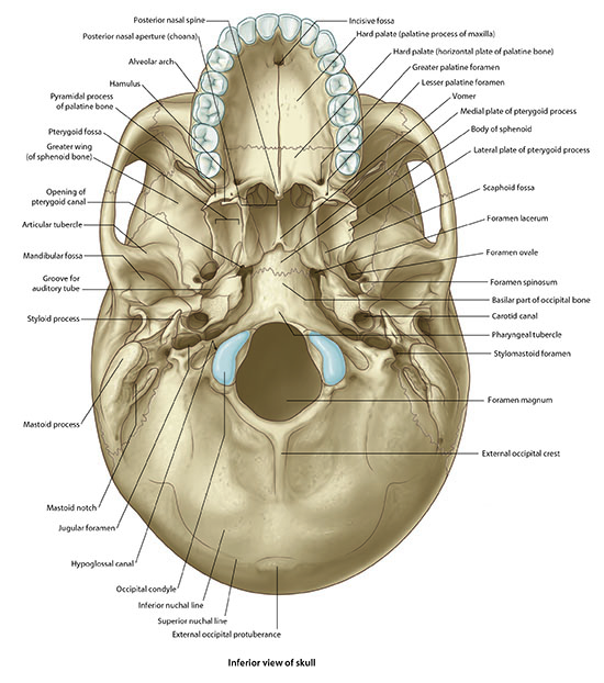 Skull