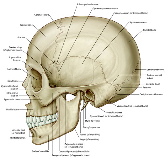 Skull