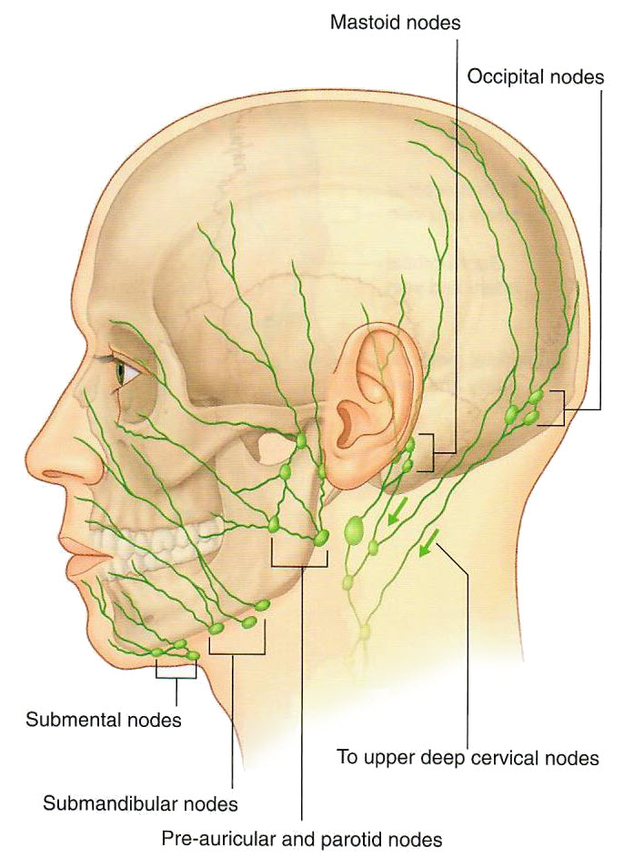 facelymph2
