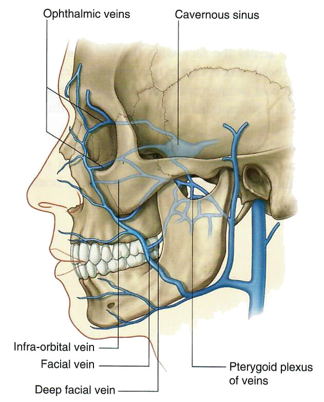 facevein