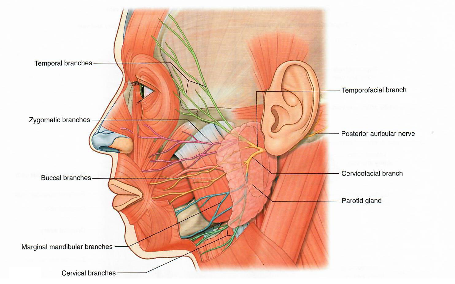 facialdist