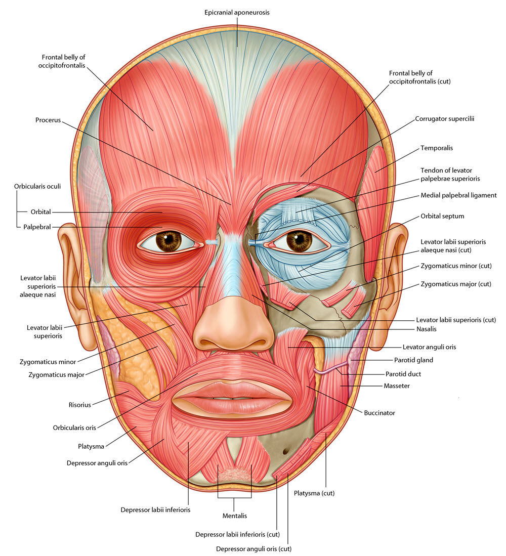 facialmuscles
