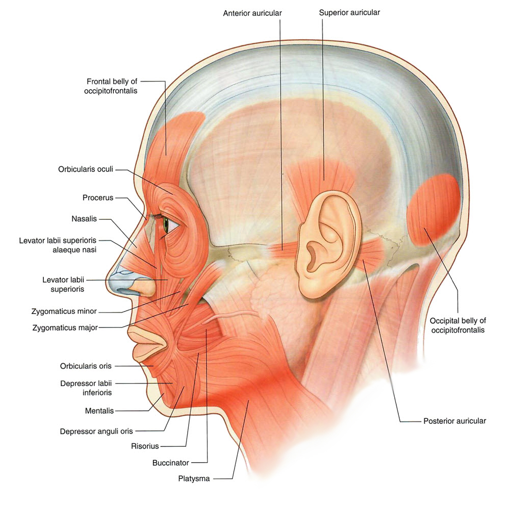lateral