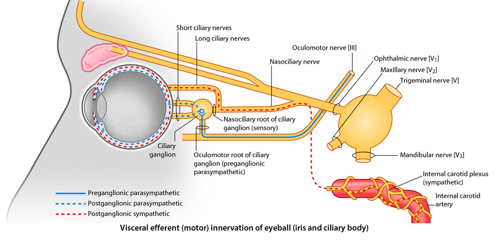 ciliary ganglion