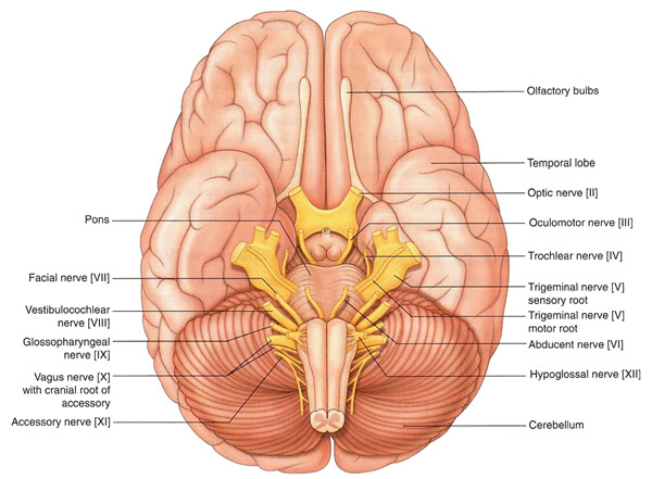 Brain with cranial nerves