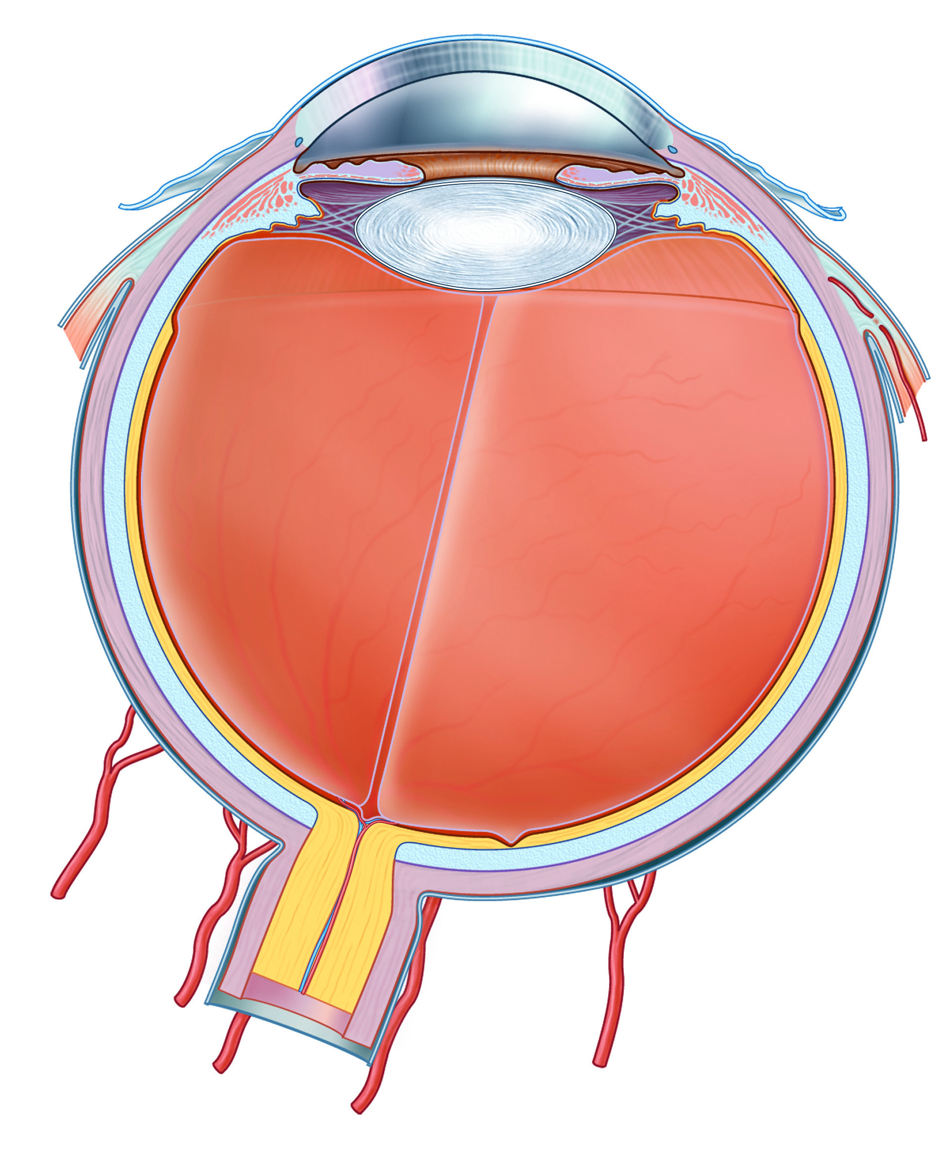 eyeballwo