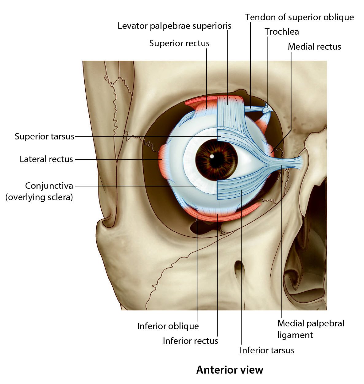 Anterior view