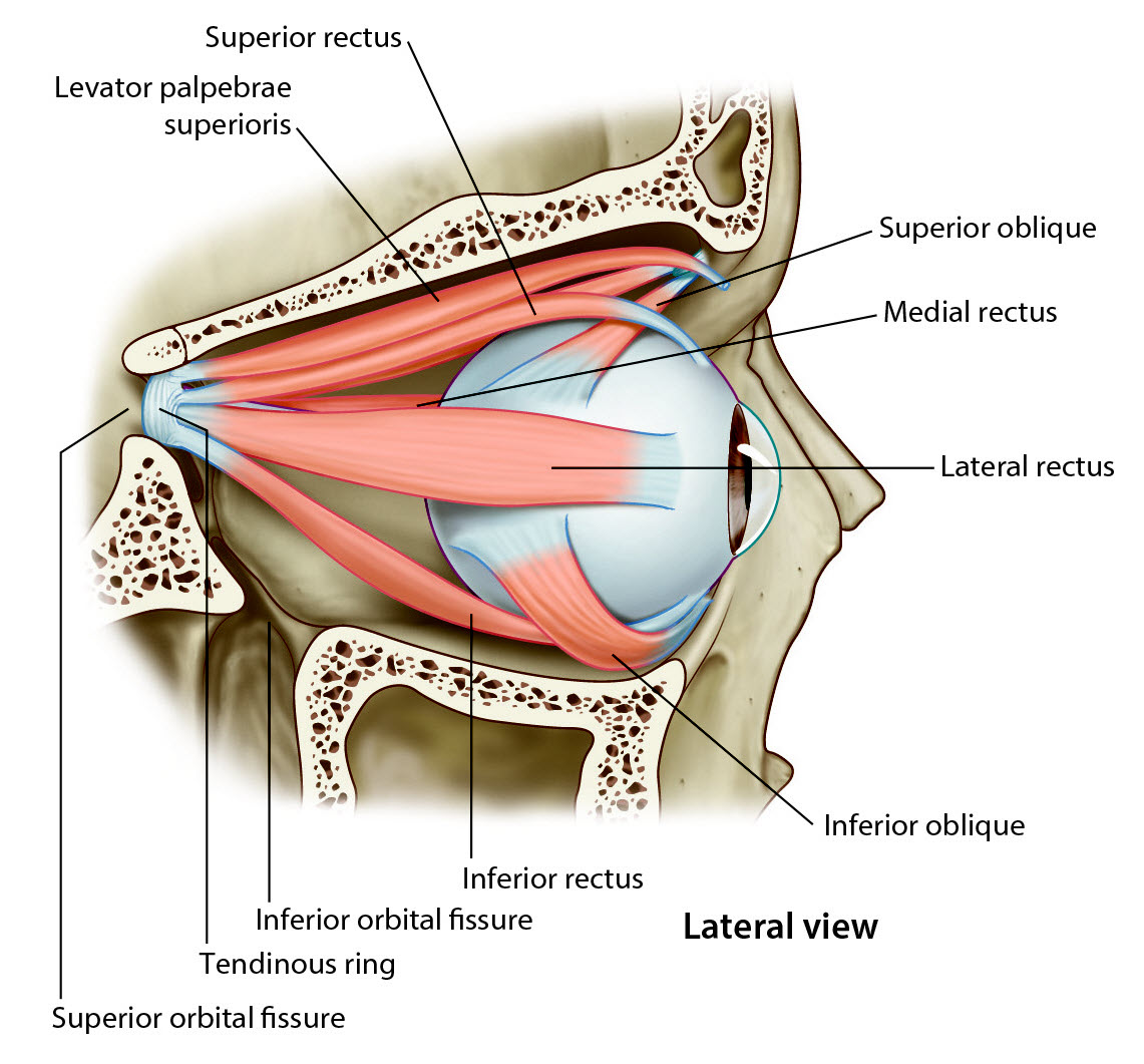 Lateral view