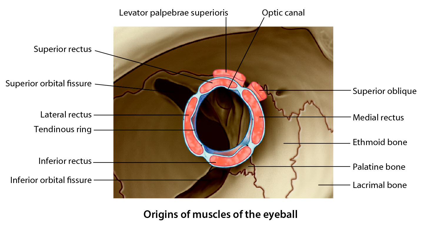 Posterior view