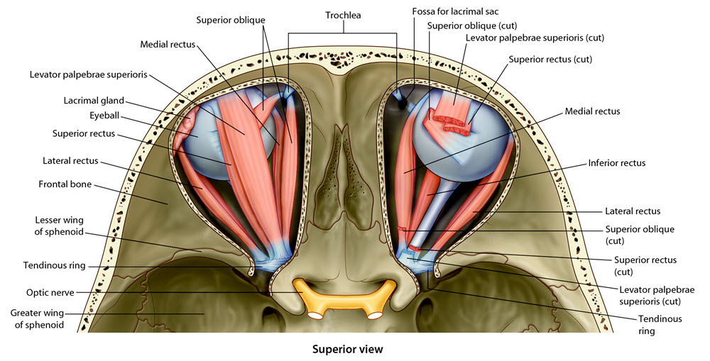 superior view