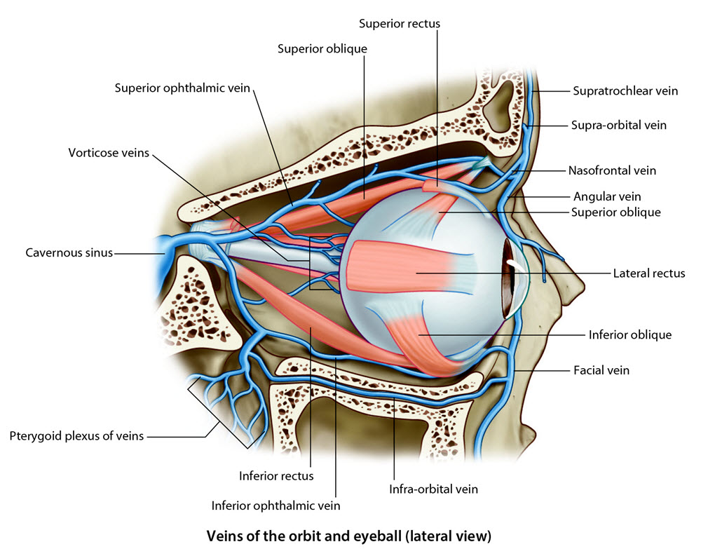 venous drainage