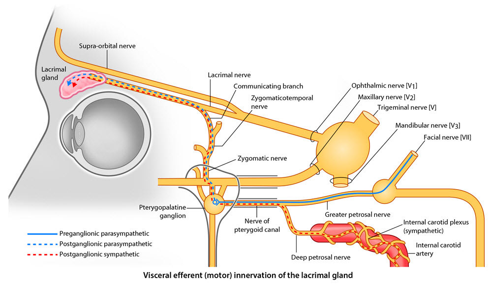 lacrimal innervation