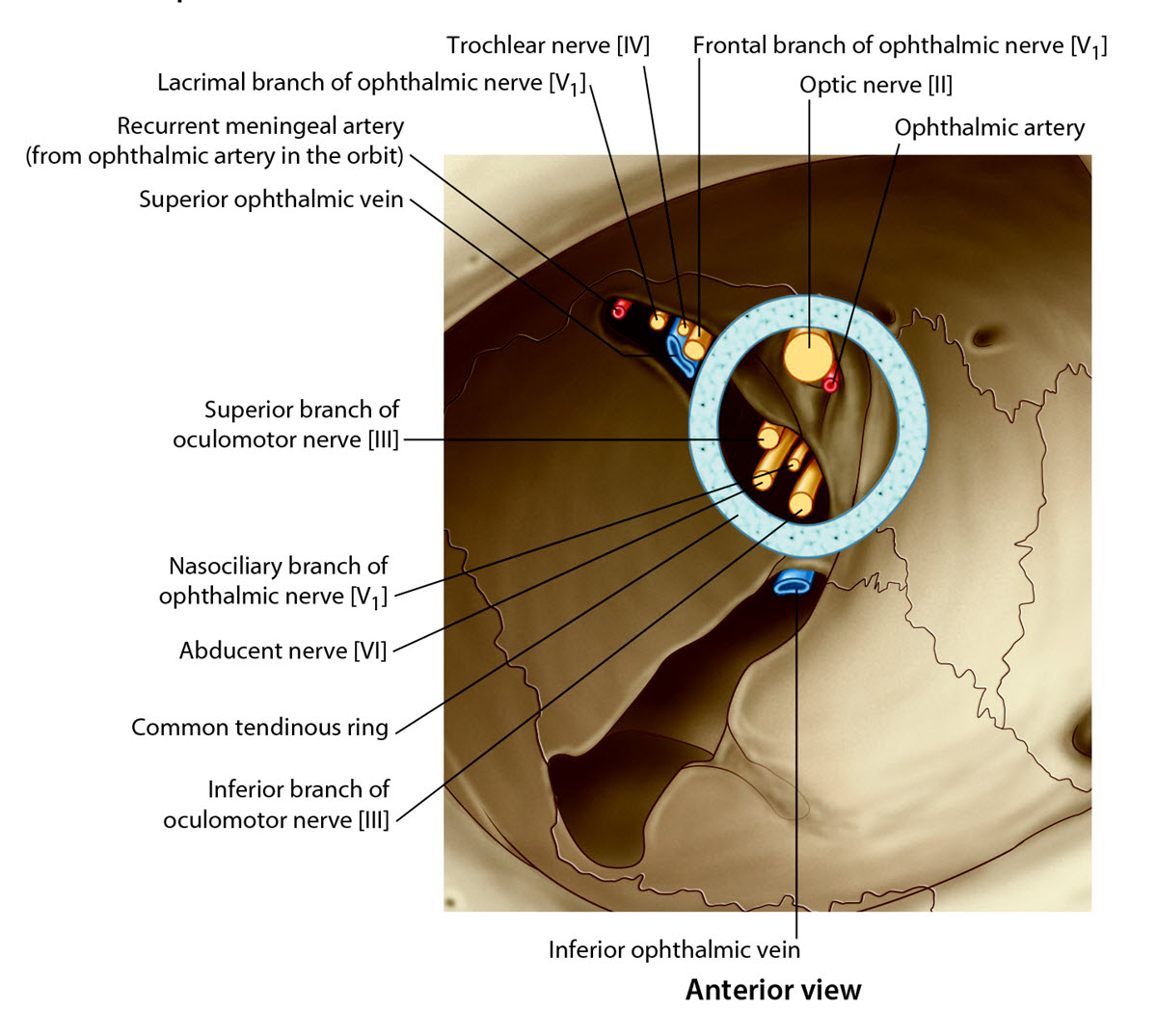 nerves entering the orbit