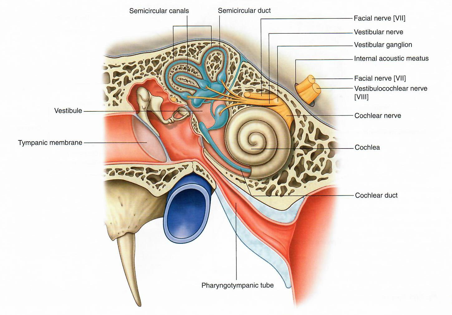 Inner