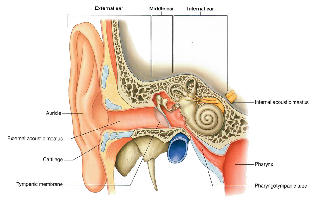 ear