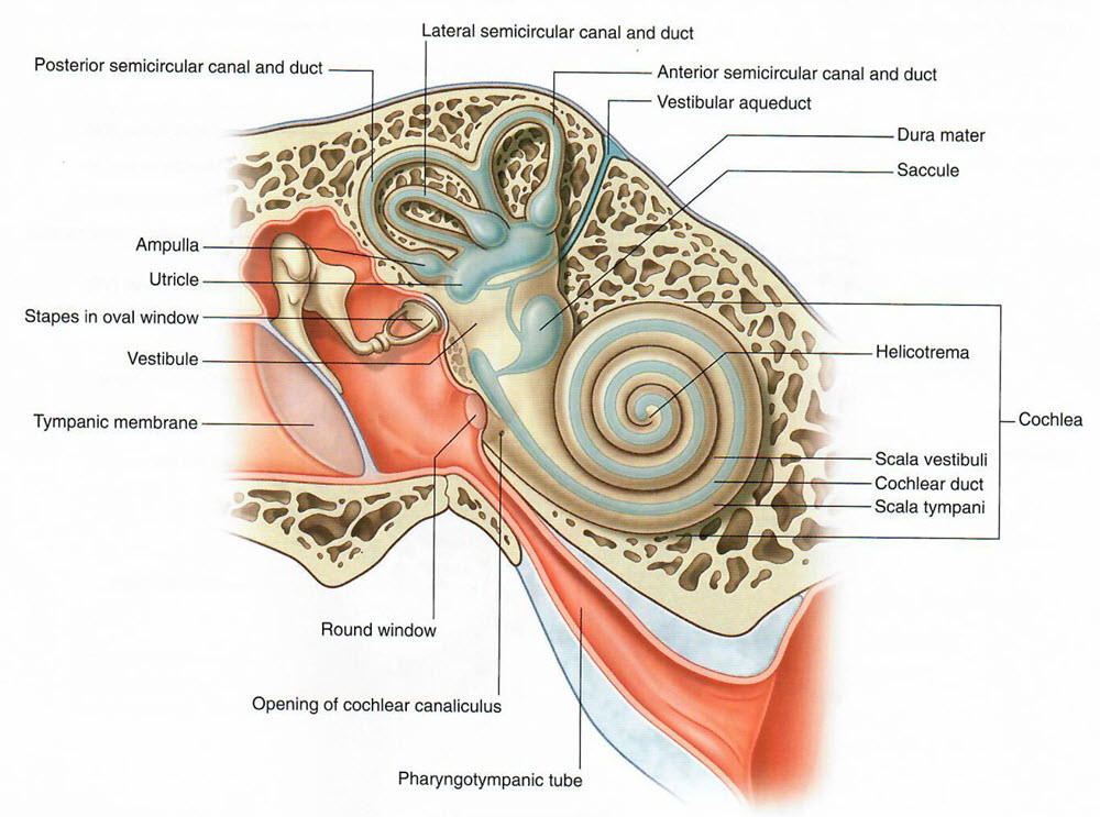 vestibular