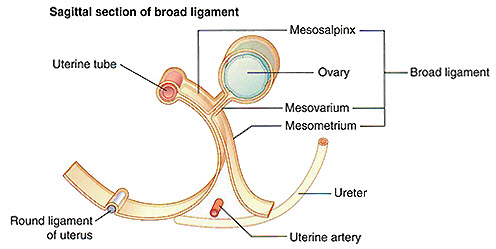Broad ligament