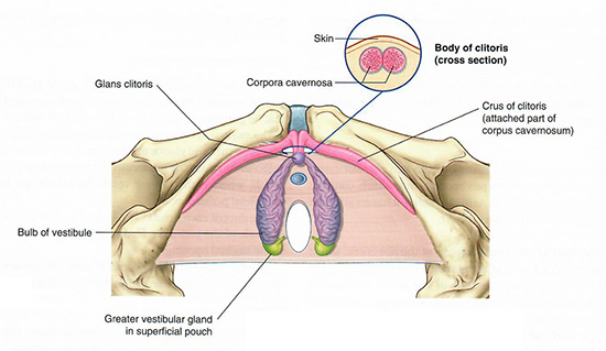 Erectile tissue