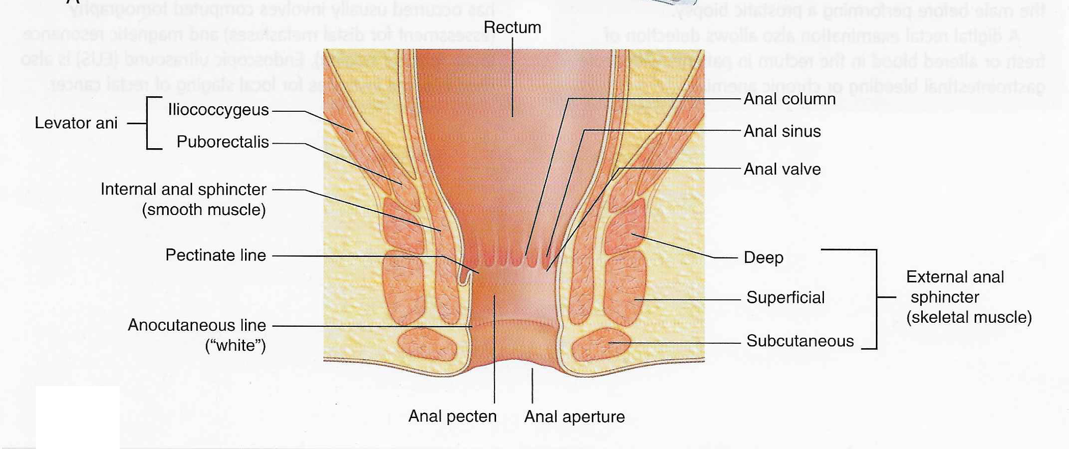 External anal sphincter