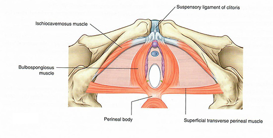 Perineal muscles