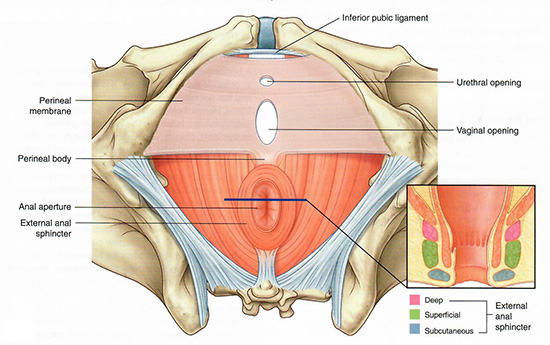 Perineum borders