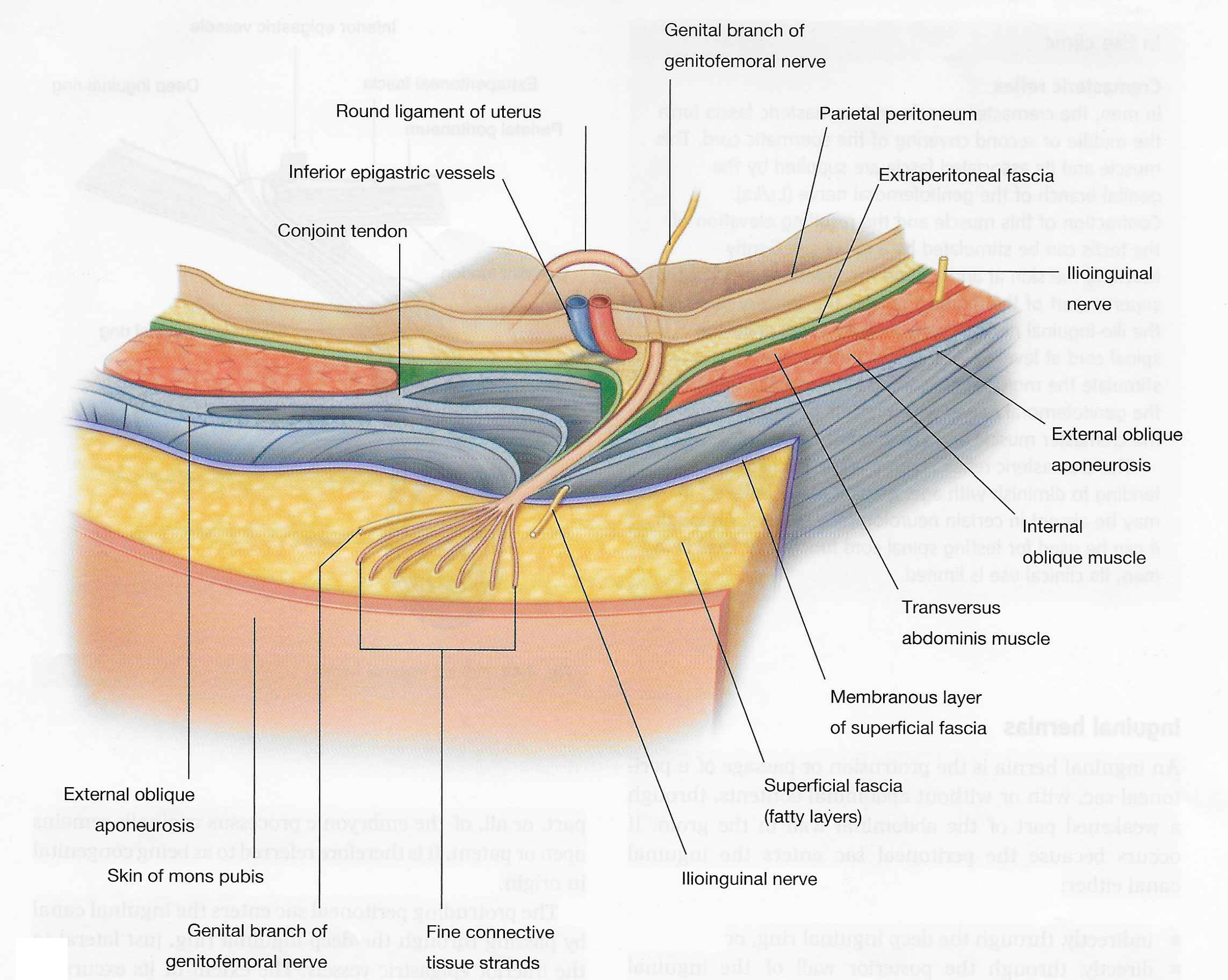 Round ligament