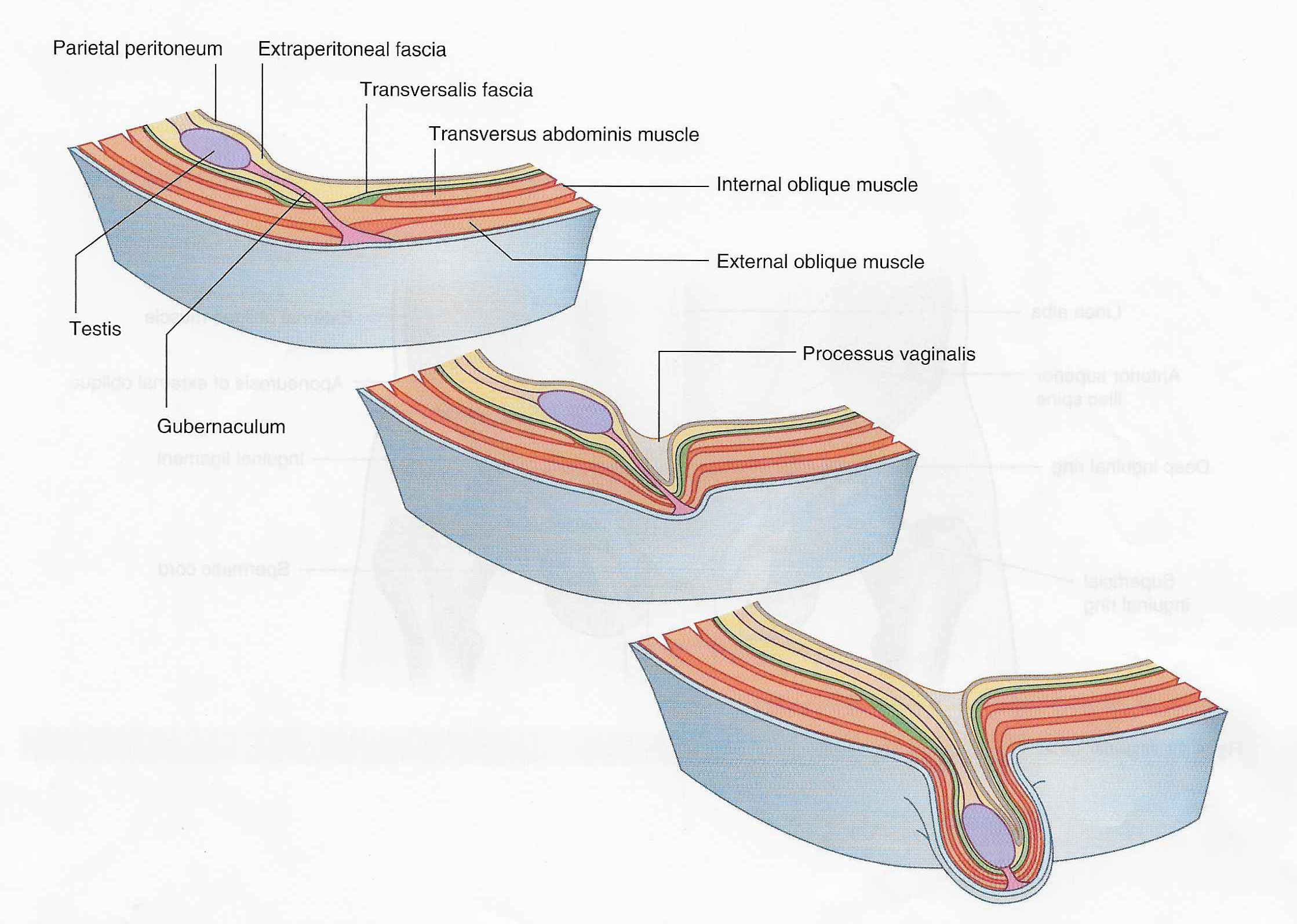 Gubernaculum