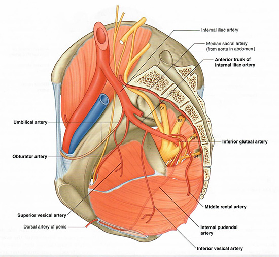 Male anterior iliac arteries