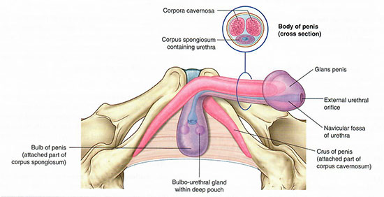 Male erectile