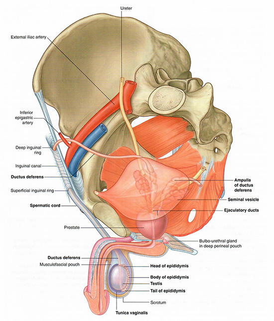 Male pelvic organs