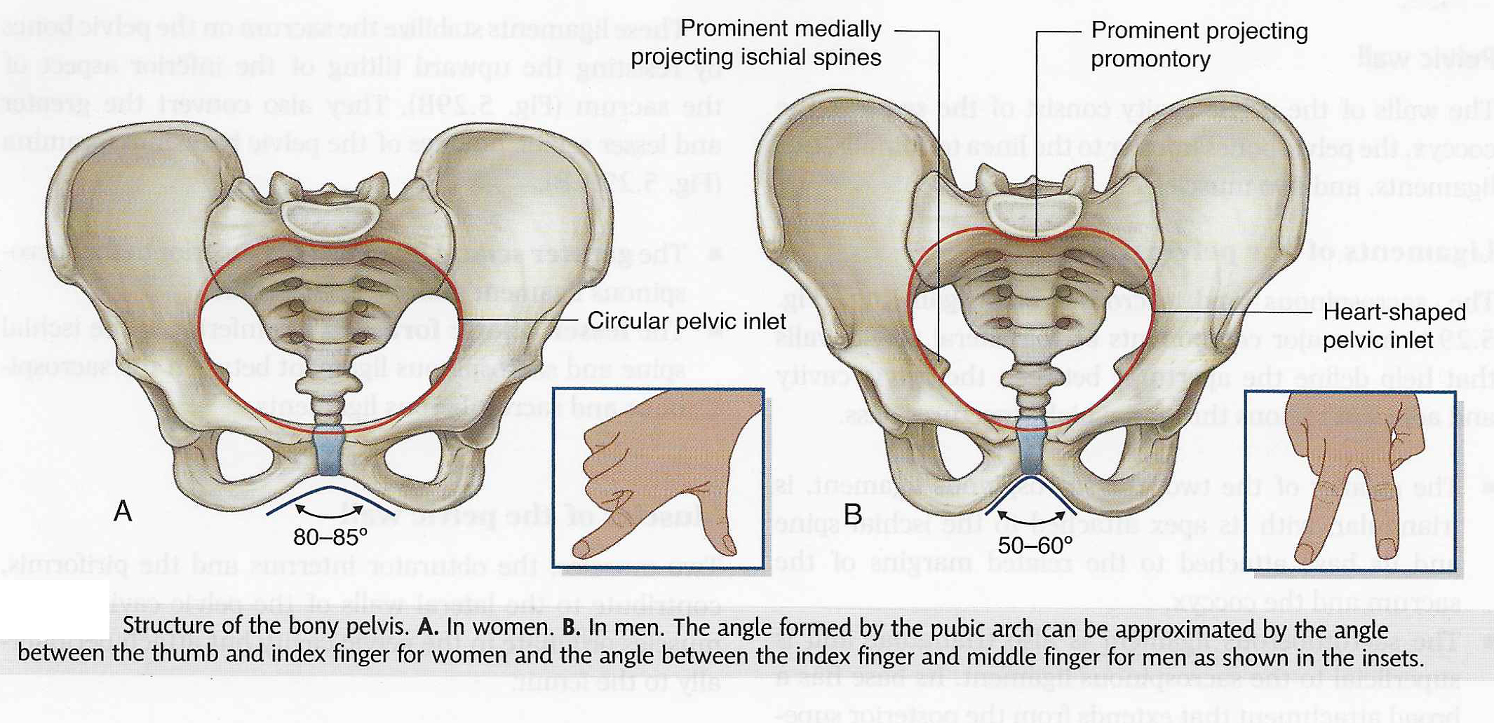 Pelvic differences